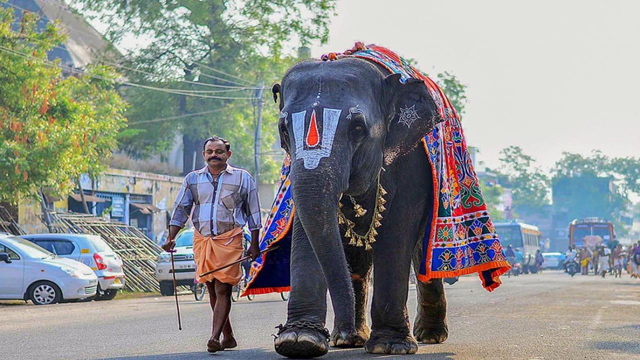 Bizarre! Wedding Photoshoot Gone Wrong As An Elephant Attacks The Newly Wed Couples