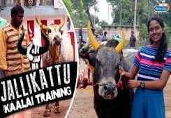 Jallikattu