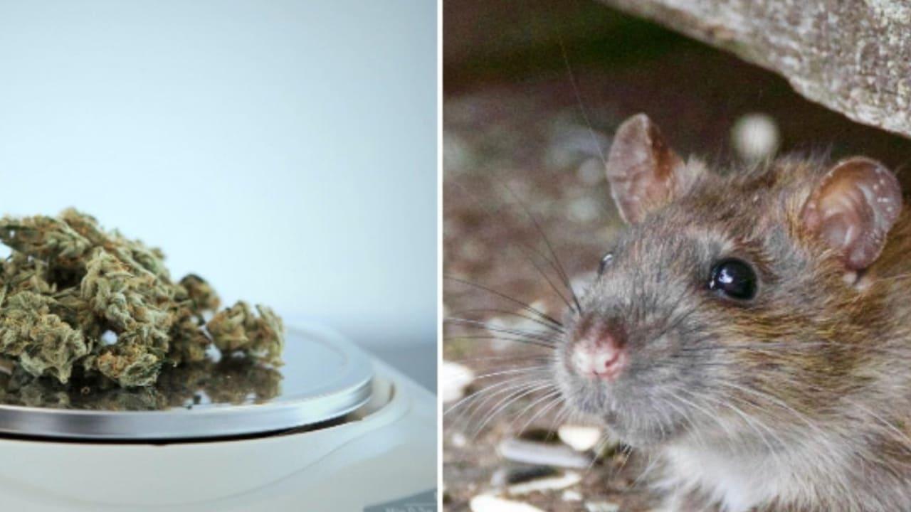 Bizarre! Rats Consumed Over 500-Kg Of Marijuana In Uttar Pradesh, India