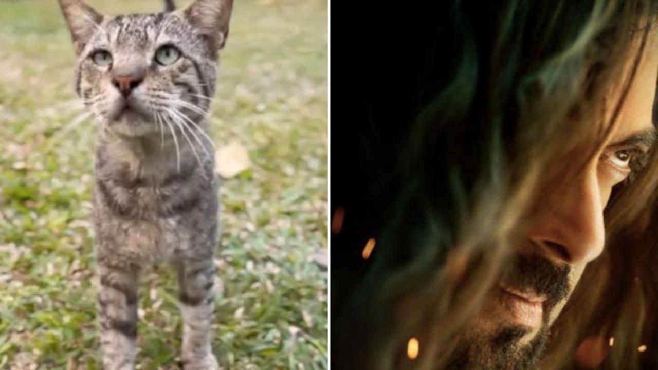 Salman Khan Teases Fans With First Look Of Kisi Ka Bhai Kisi Ki Jaan Song Billi Billi, Fans React