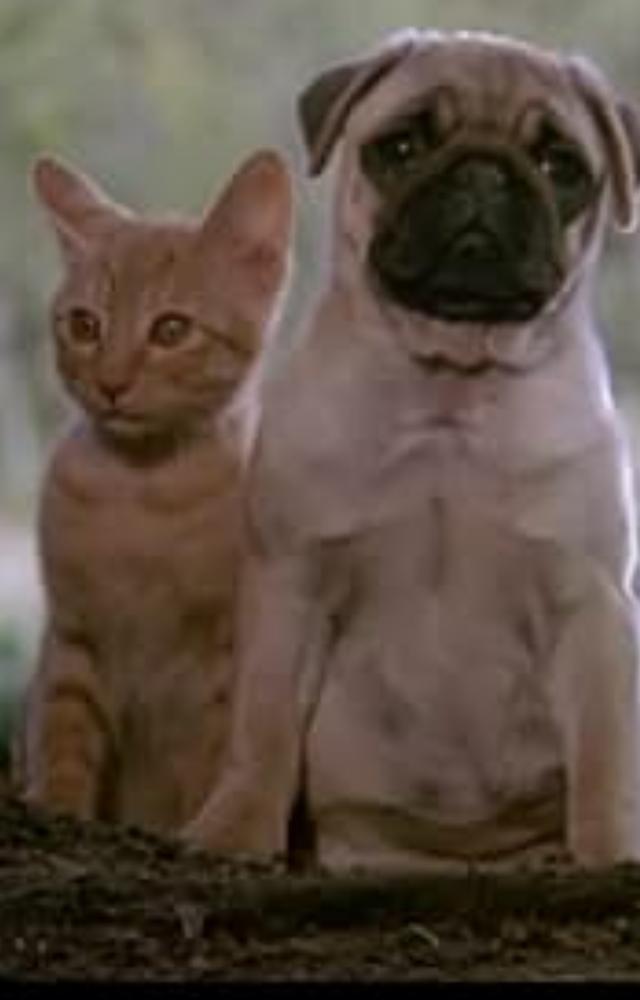 Films, like 'The Adventures of Milo and Otis,' used real animal stunts that led to allegations of animal cruelty and exploitation.