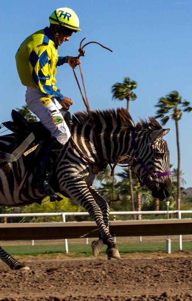 Racing Stripes involved horses performing high-risk stunts, including racing and jumping, which raised concerns about their safety and well-being.