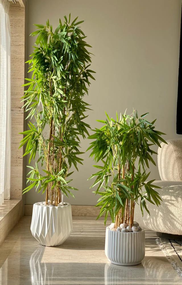 It is well believed that plants add tranquility at home. Bamboo being one of the visually appealing house plants, it is a symbol of elegance and simplicity.