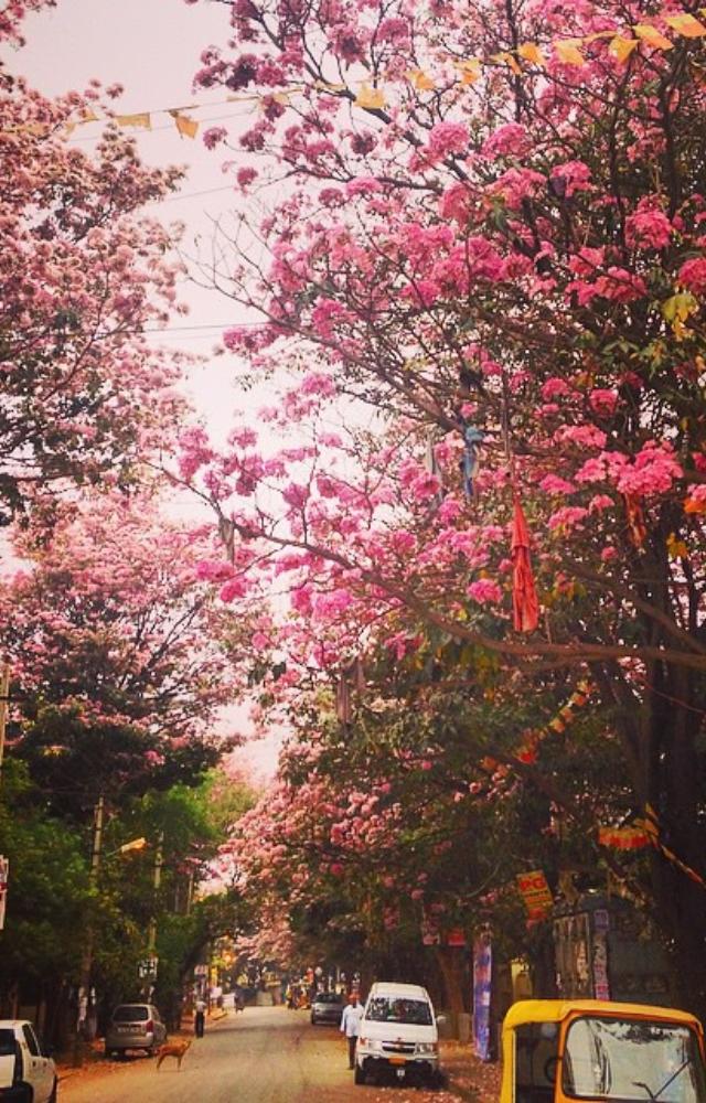Bangalore: Climate Paradise?