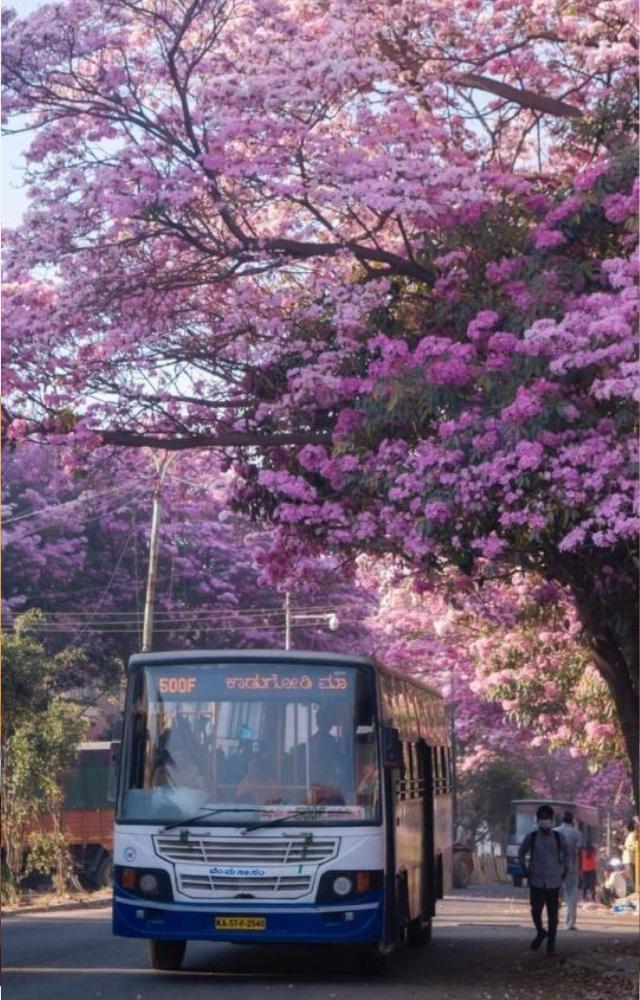 Bangalore enjoys mild and pleasant temperatures throughout the year, with average highs around 28-35°C (82-95°F), making it comfortable for residents.


