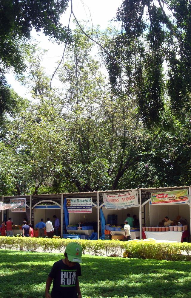Dive into the fruity paradise at Lalbagh`s Mango Mela, showcasing diverse mango varieties, organic delights, and vibrant stalls.