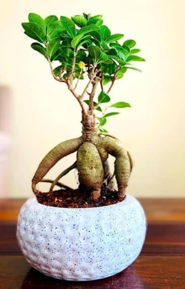 Popular among bonsai enthusiasts, it can be used as an accent plant. Bonsai refers to the ancient Chinese or Japanese art of cultivating miniature trees.