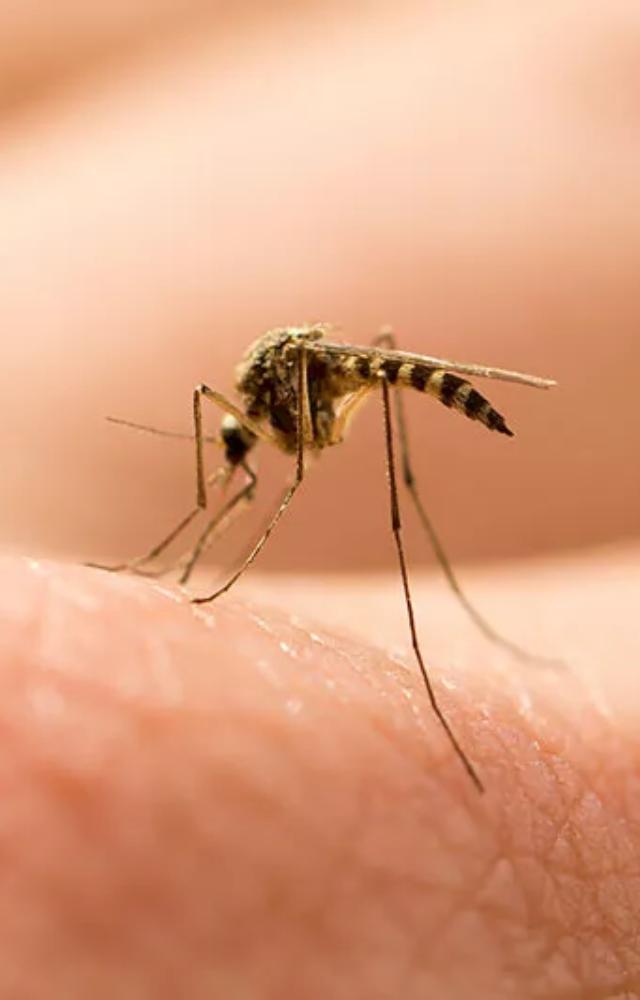 Insects like mosquitoes cannot transmit HIV. The virus is not present in their saliva.