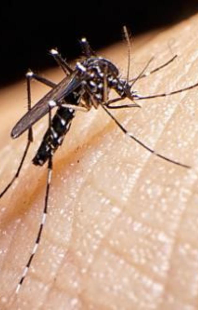 Factors Behind Bengaluru`s Dengue Surge