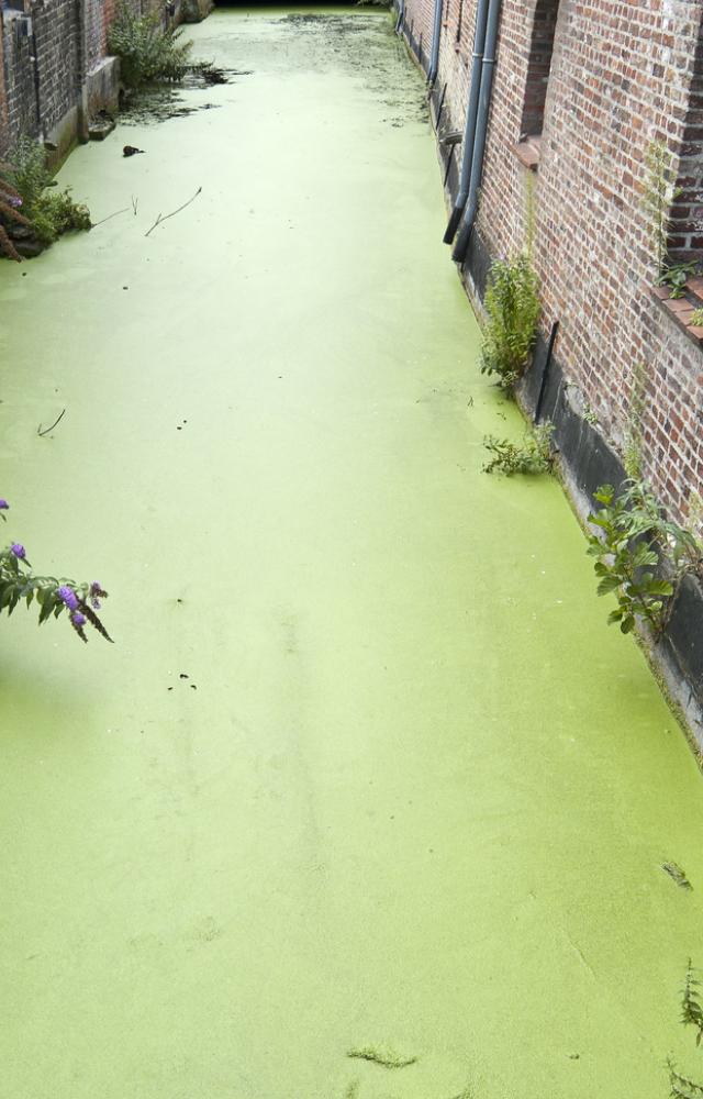 Stagnant freshwater in residential areas fosters mosquito breeding. Regularly clearing stagnant water is crucial to prevent dengue transmission effectively