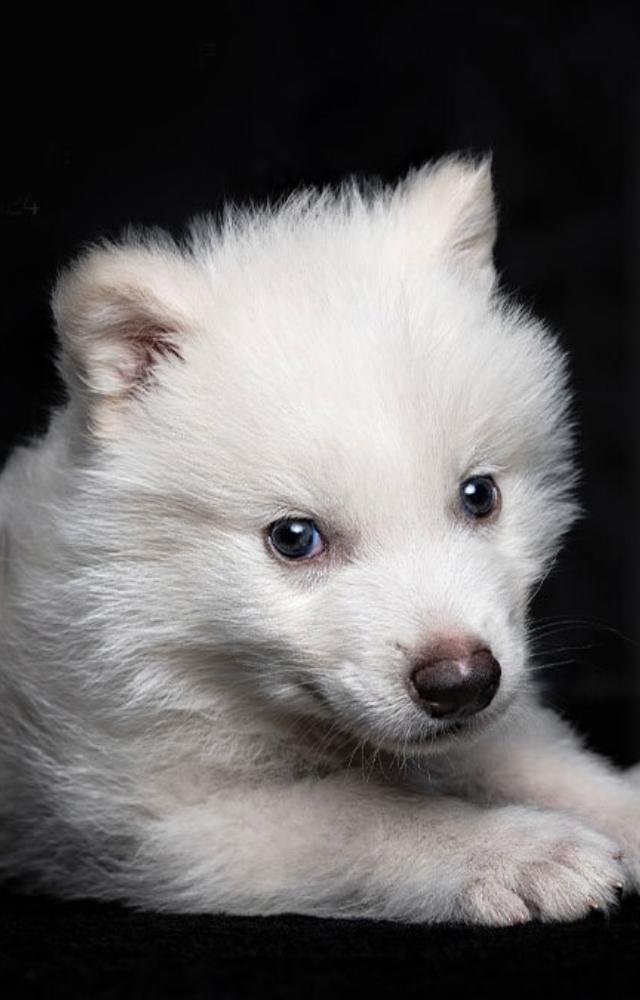 Two male pups, Romulus and Remus (born Oct 2024), and a female, Khaleesi (born Jan 2025), are healthy and growing, showcasing the project`s initial success.
