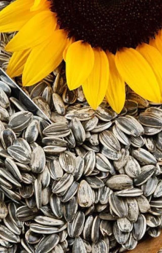 7 Health Benefits of Sunflower Seeds
