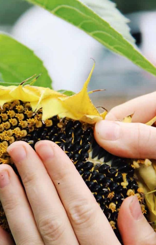 Sunflower seeds are a good source of magnesium and potassium, which are minerals that can help to lower blood pressure.