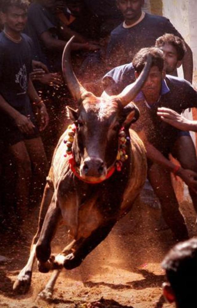 Jallikattu: 7 Dangerous Incidents