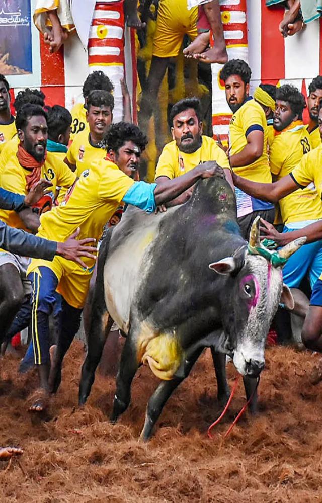In a tragic incident, a bull owner drowned while attempting to save his bull that had fallen into a farm well. The accident highlights the risks associated