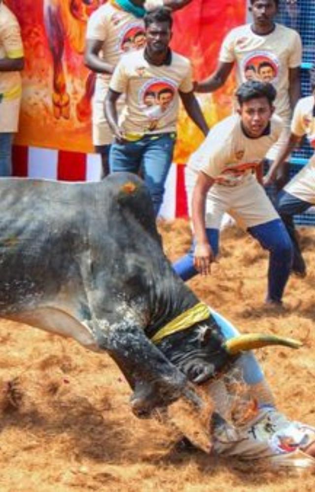 During a Jallikattu event, a participant tragically lost their life after being gored by a bull, highlighting the inherent dangers of the traditional sport.