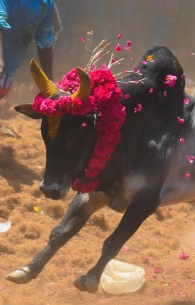 During the event, a bull unfortunately lost its life, leading to significant distress and concern among the spectators witnessing the tragedy.