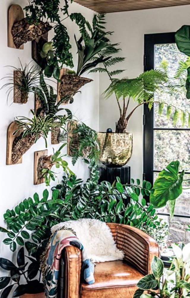 Reasons Why You Should Have House Plants