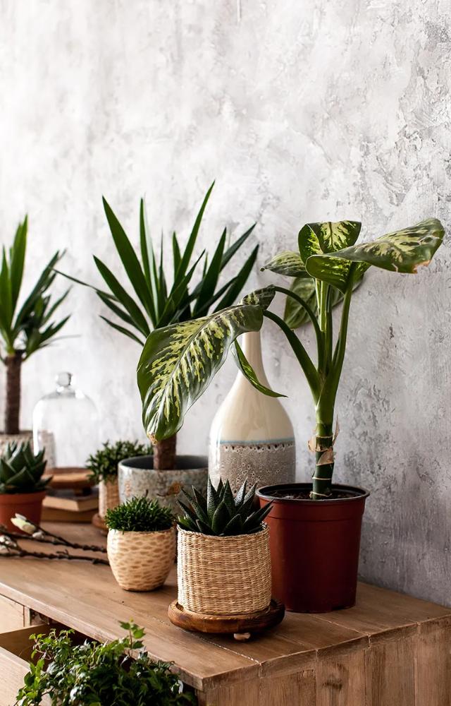 Many common indoor pollutants, like formaldehyde and benzene, can be filtered by certain house plants, contributing to a healthier breathing environment.