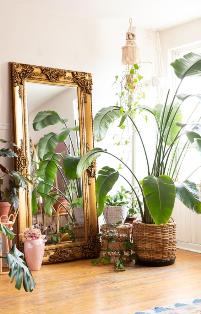The greenery of house plants has a calming effect, lowering stress levels and boosting mood. This is particularly beneficial in India`s often hectic lifestyle.