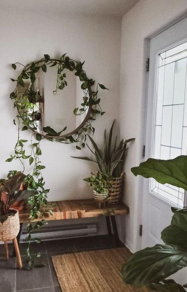 Studies have shown that having plants indoors can enhance concentration and productivity. This can be great for students and professionals working from home.