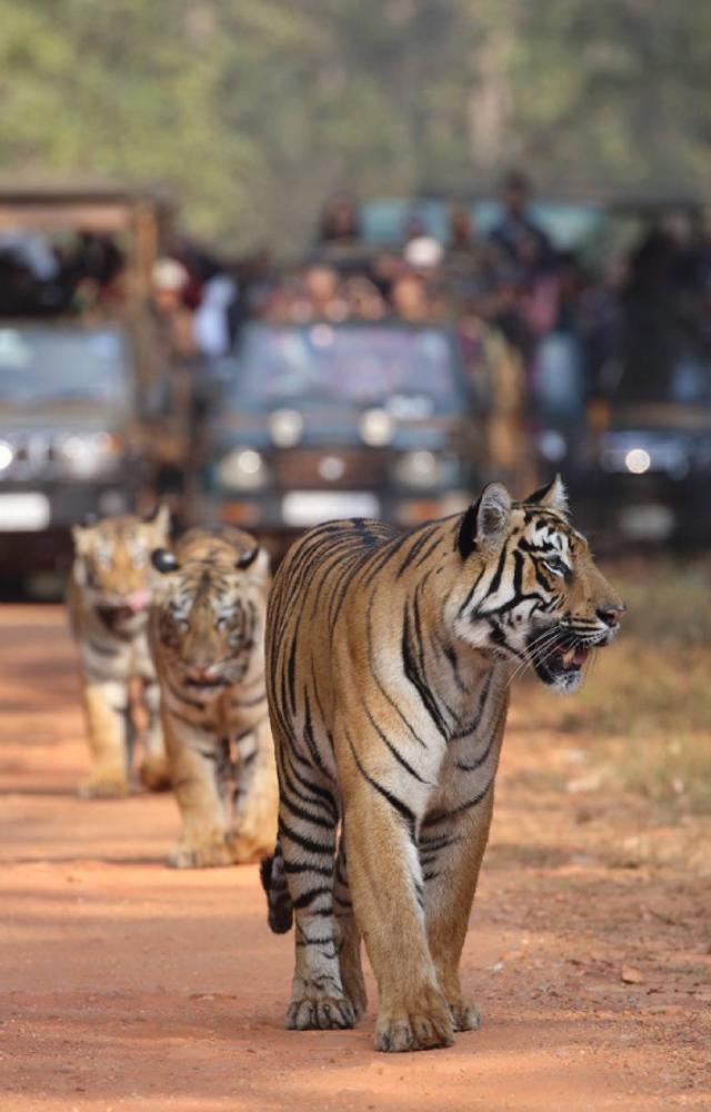 Tiger safaris in Maharashtra and other reserves are becoming popular. Plan a weekend getaway to Tadoba Andhari Tiger Reserve and see some magnificent wildlife.