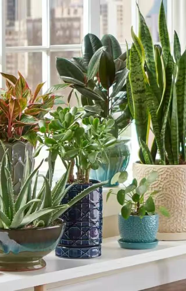 Mosquitoes breed in stagnant water. Check your surroundings for flower pots or pet bowls, and empty, scrub, and refill these containers regularly.