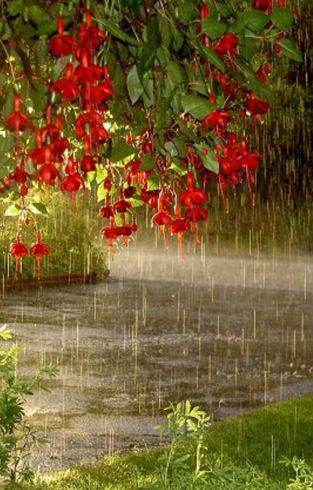 Summer rain brings relief from scorching heat, lowering temperatures and refreshing the atmosphere.