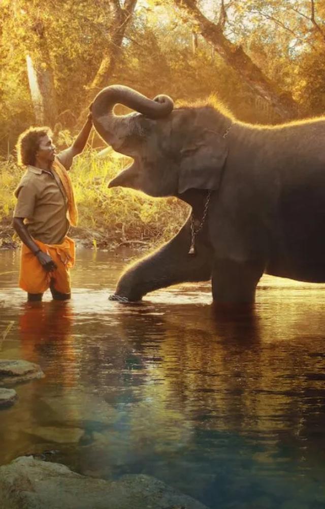 Vantara promises world-class features that simulate the natural environment for the inhabitants. A 600-acre property has been created only for elephants.