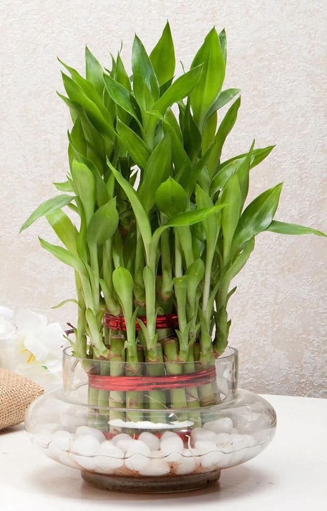 There are major benefits to having a bamboo plant at home. Apart from being an elegant decor, it purifies air and reduces stress, especially when kept in office