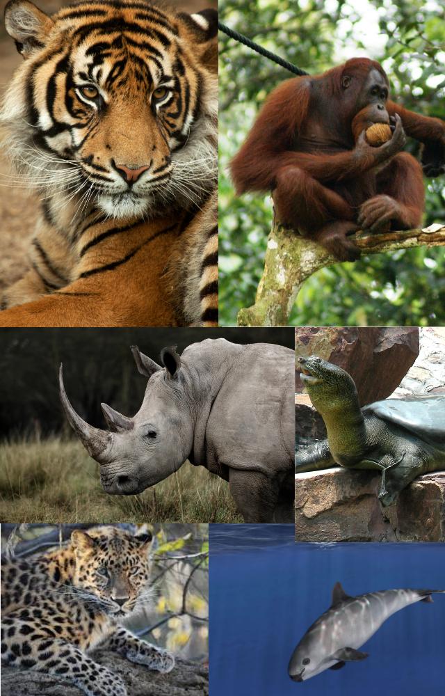 On the Brink: Earth`s Vanishing Wildlife