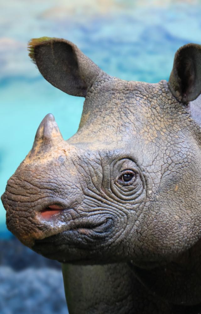 With an estimated population of only 75, this species faces critical threats due to illegal poaching and the destruction of its habitat.