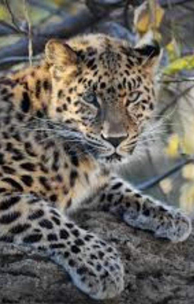 Among the rarest big cats, fewer than 100 remain, struggling for survival against habitat loss and a declining prey population.