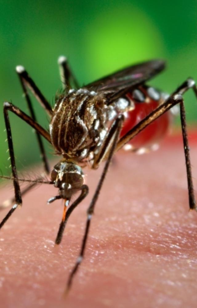 Malaria Day:5 Ways to Keep Mosquito Away