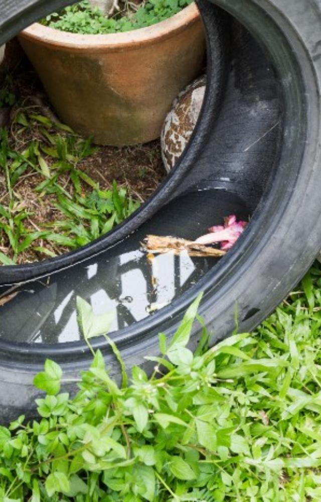 Most of the types of mosquitoes will lay and hatch their eggs directly into the stagnant fresh water that can be found around the property