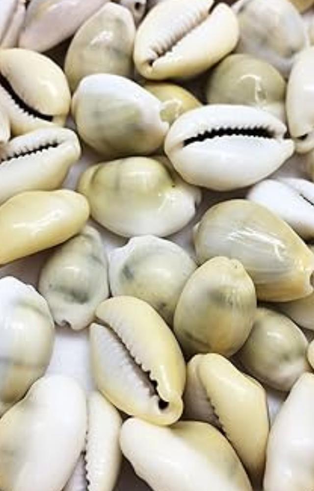 Cowrie kawadi shells have been used as ornaments and money for a long time. They have cultural and spiritual importance.