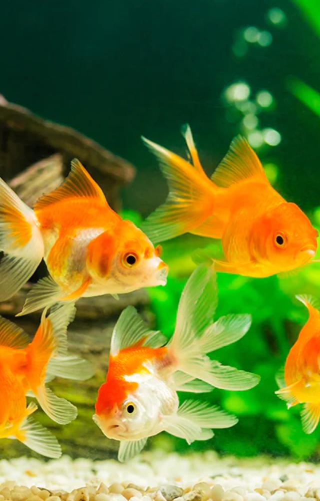 Vastu Fish for Positive Energy at Home