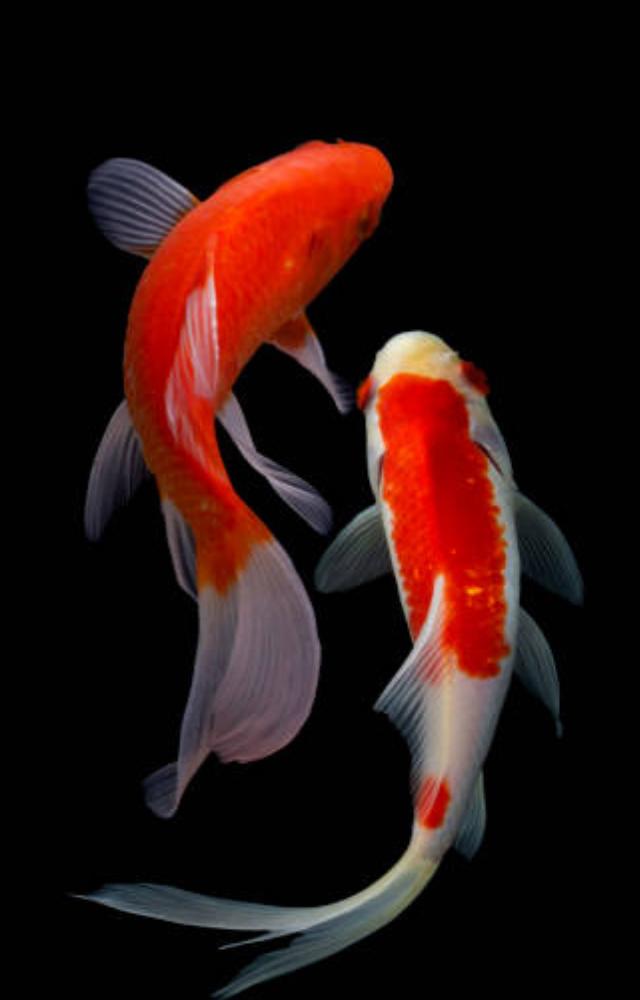 Symbolizing riches, prosperity, and success, koi fish are highly prized in Vastu. According to Vastu, having a sculpture or painting of koi fish in your house