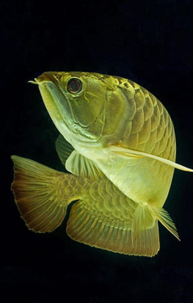 Vastu Shastra places great reverence on arowana fish because of their symbolic meaning of success, wealth, and prosperity.