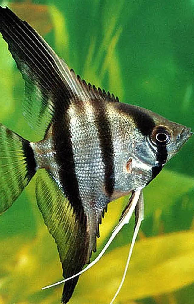 Angelfish is quite fortunate for your house. Because of their stunning look and striking colors