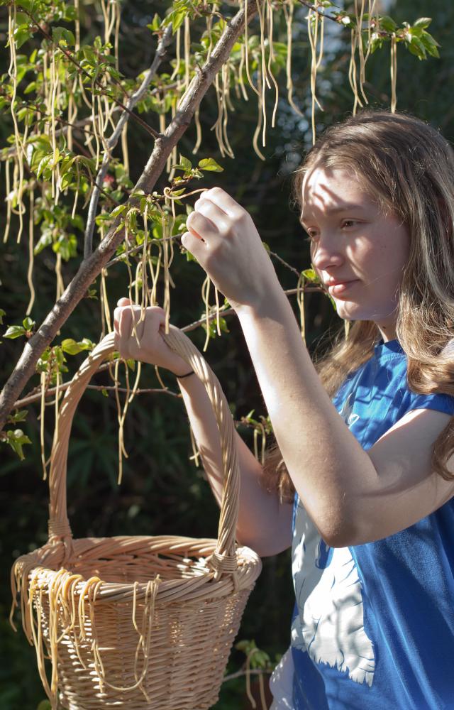 BBC tricked viewers into believing that spaghetti grew on trees in Switzerland. Many even called in, asking how to grow their own!