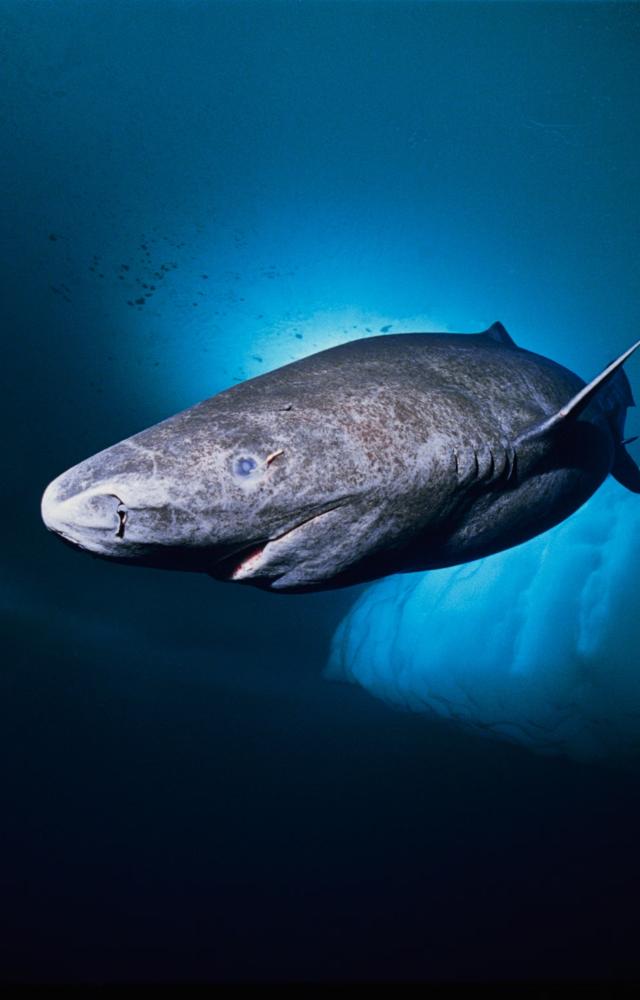 These incredible sharks can live for centuries, outliving humans by far with a lifespan of over 400 years.