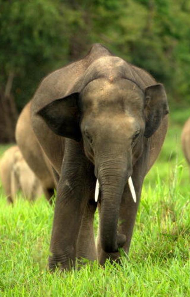 Known for their intelligence and long lifespan, Asian elephants can live up to 60 years in the wild.