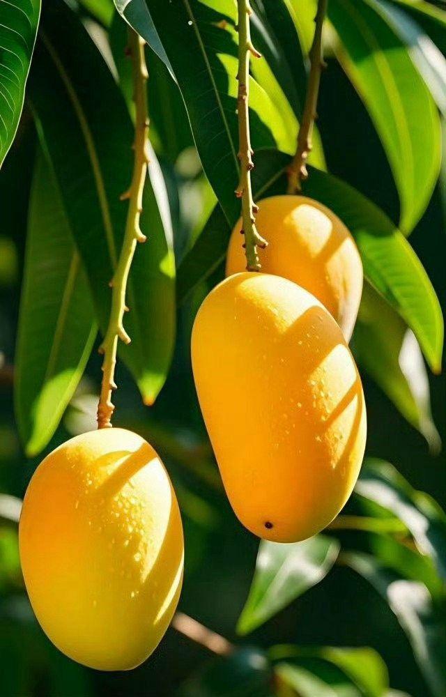 Rich, sweet, and buttery with a saffron hue—Alphonso is Maharashtra’s king of mangoes and a global favorite.
