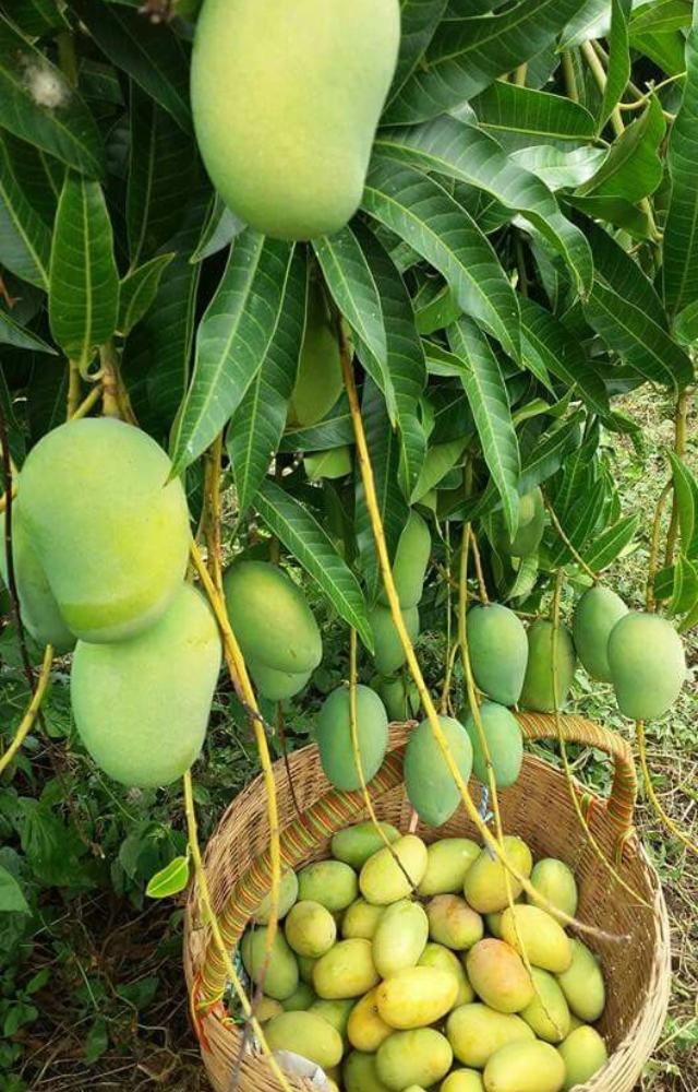 Grown in Gujarat, Kesar is known for its bright color, intense aroma, and sweet, juicy flesh.

