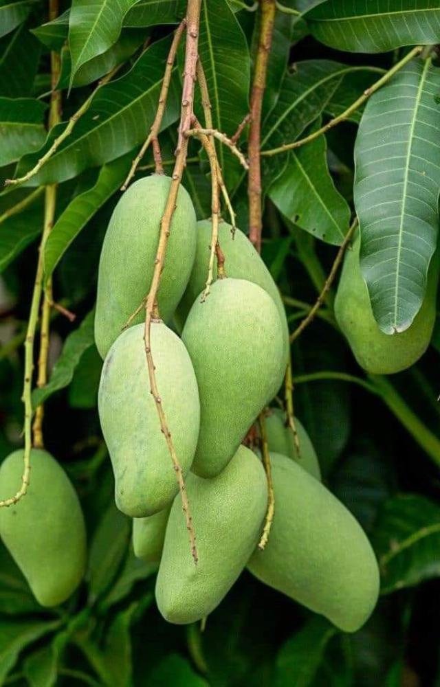 Uttar Pradesh’s pride—fiberless, soft, and super sweet. A summer favorite across North India.
