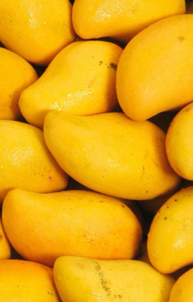 Mango Mania: 7 Must-Try Breeds