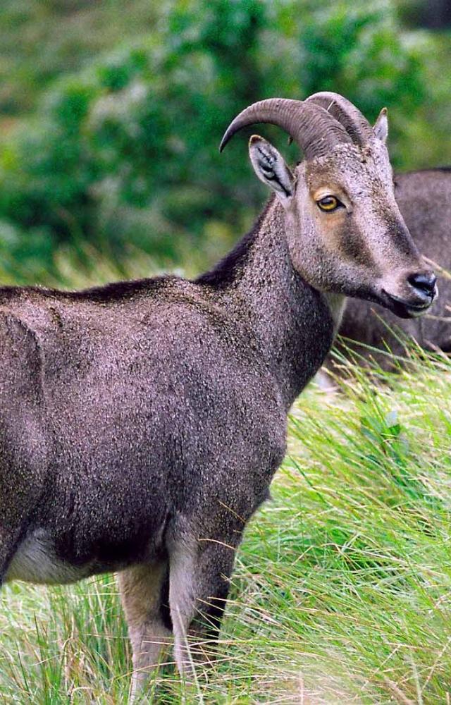 This mountain goat, with curved horns and a robust build, roams the Western Ghats’ misty slopes.