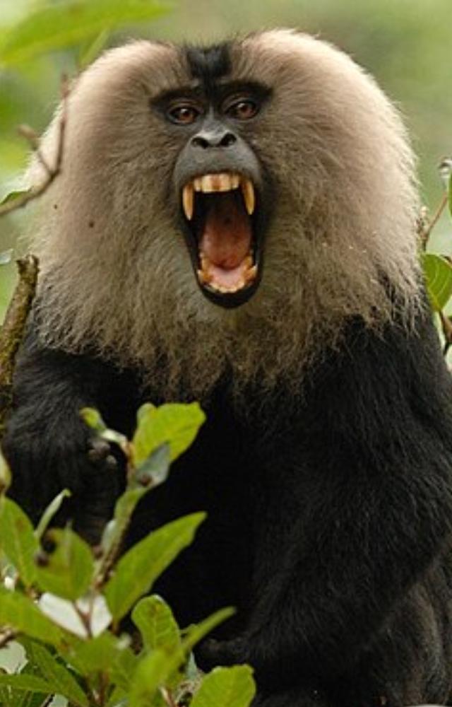 Recognized by its silver mane and black body, this primate thrives in Kerala and Tamil Nadu’s rainforests.