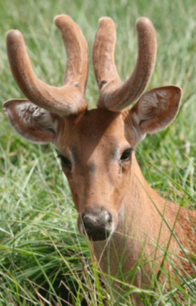 Manipur’s dancing deer, known for its delicate gait, lives exclusively in the floating swamps of Loktak Lake.